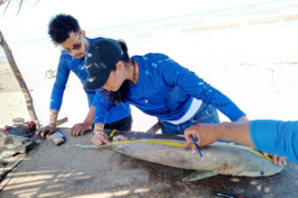 Turning Doubt into Purpose Through ilili and the Marine Conservation Action Fund