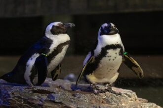 Two African penguins on a rocky surface