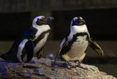 Two African penguins on a rocky surface