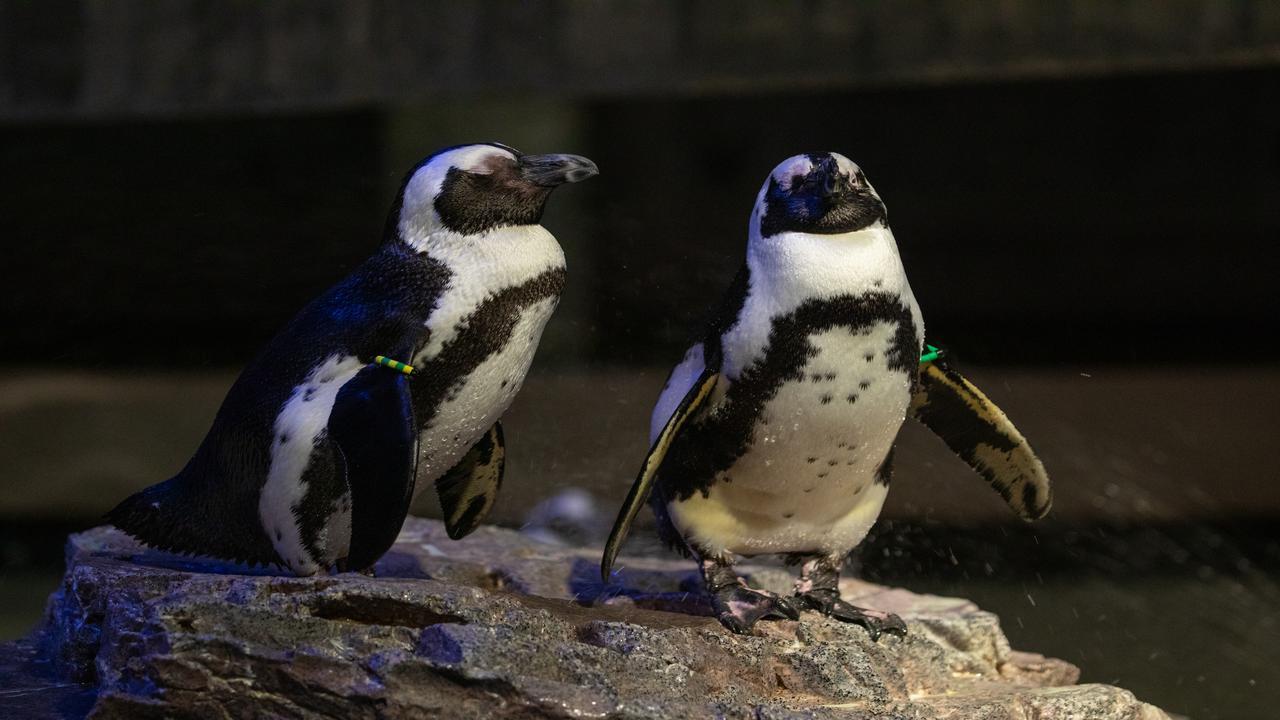 Two African penguins on a rocky surface