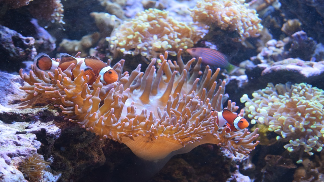 Two clownfish among a large anemone