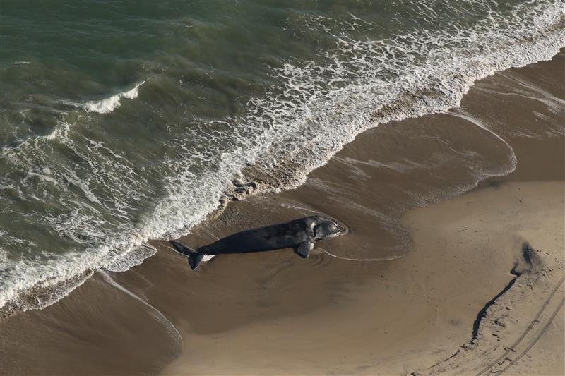 A right whale calf found dead off Virgina, on a beach.