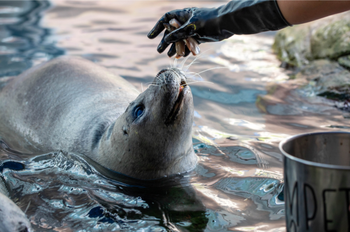 A trainer feeding an Atlantic harbor seal