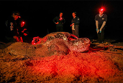 Tagging Nesting Leatherback Sea Turtles