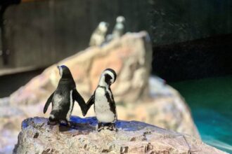 It Takes Two: Animal Pairs at the Aquarium