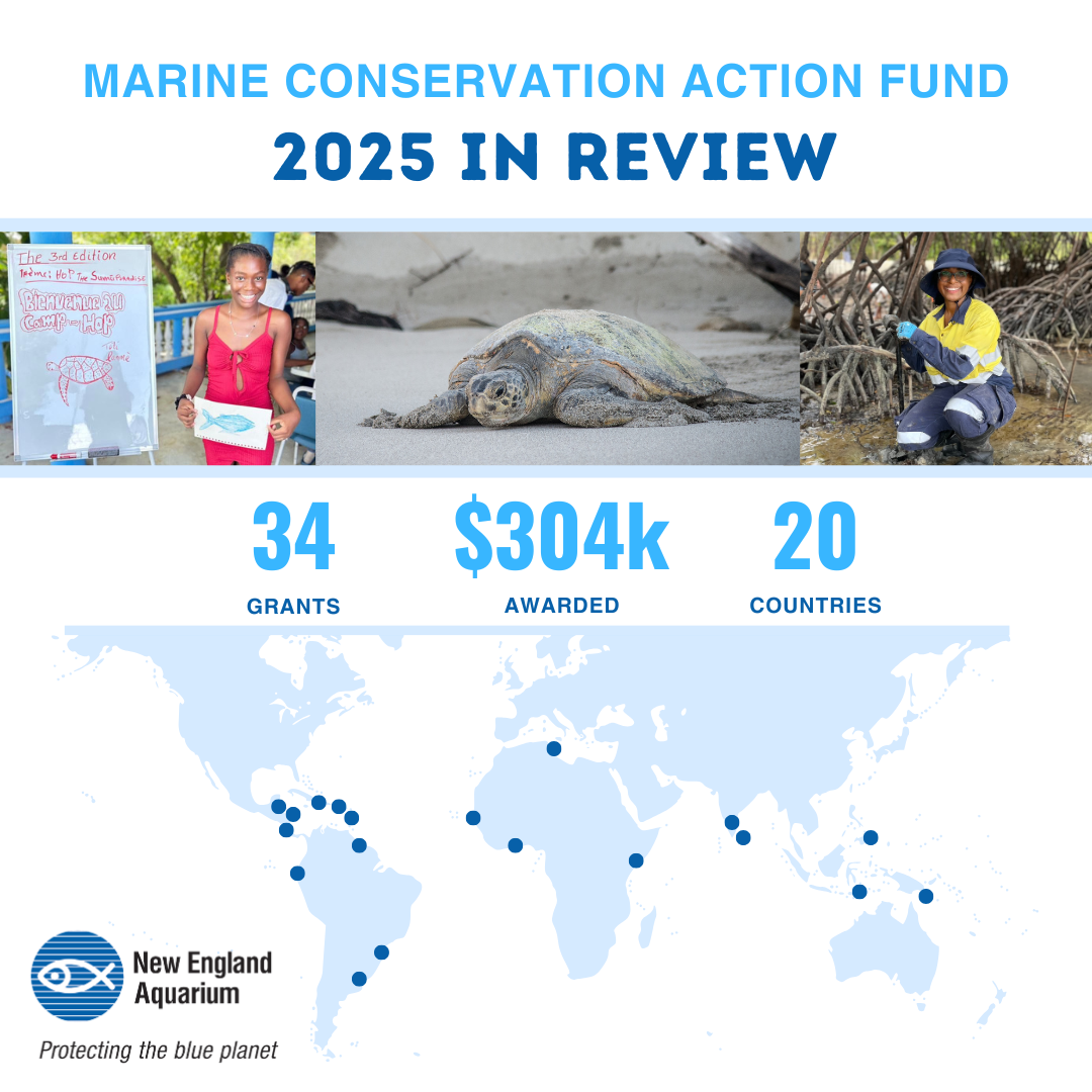 Promotional graphic for "Marine Conservation Action Fund 2025 in Review" with photos, statistics, world map, and New England Aquarium logo.

Transcribed Text:

MARINE CONSERVATION ACTION FUND 2025 IN REVIEW
34 GRANTS $304k AWARDED 20 COUNTRIES

New England Aquarium Protecting the blue planet