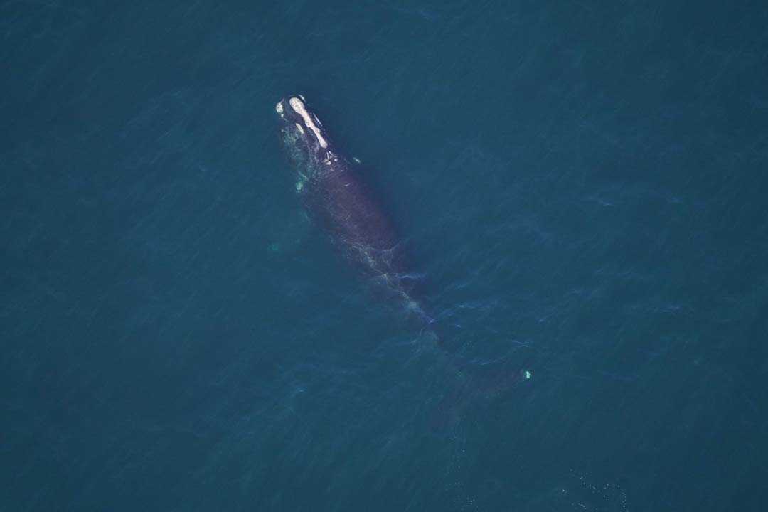 An aerial photo of a right whale