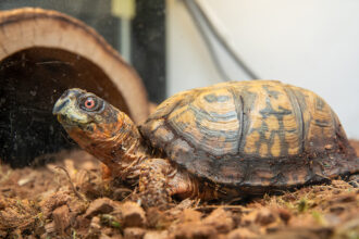 A box turtle in an aquarium setting on a mulchy surface