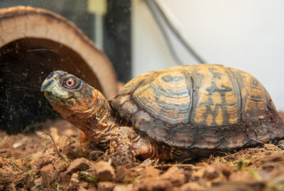 A box turtle in an aquarium setting on a mulchy surface