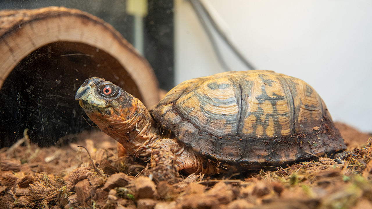 A box turtle in an aquarium setting on a mulchy surface
