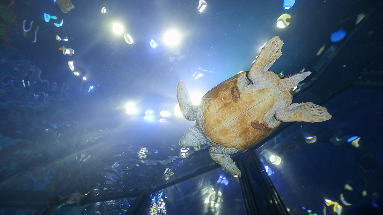 A view from beneath a sea turtle swimming in an aquarium with lights at the top shining through the water