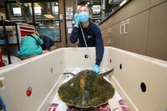 A person in a veterinary setting listening to the heartbeat of a sea turtle