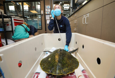 A person in a veterinary setting listening to the heartbeat of a sea turtle