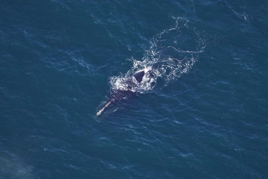 An aerial photo of a right whale