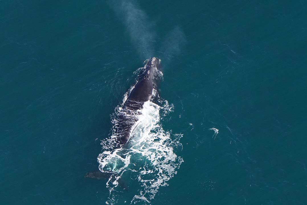 An aerial photo of a right whale