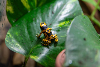 A yellow and black dart frog sitting on a leaf