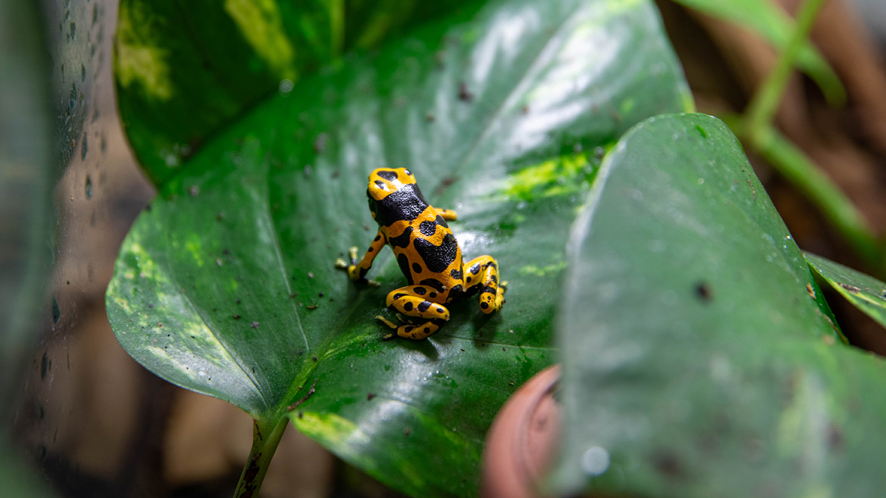 A yellow and black dart frog sitting on a leaf