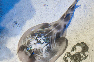 Eastern fiddler ray