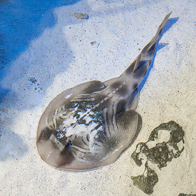 Eastern fiddler ray