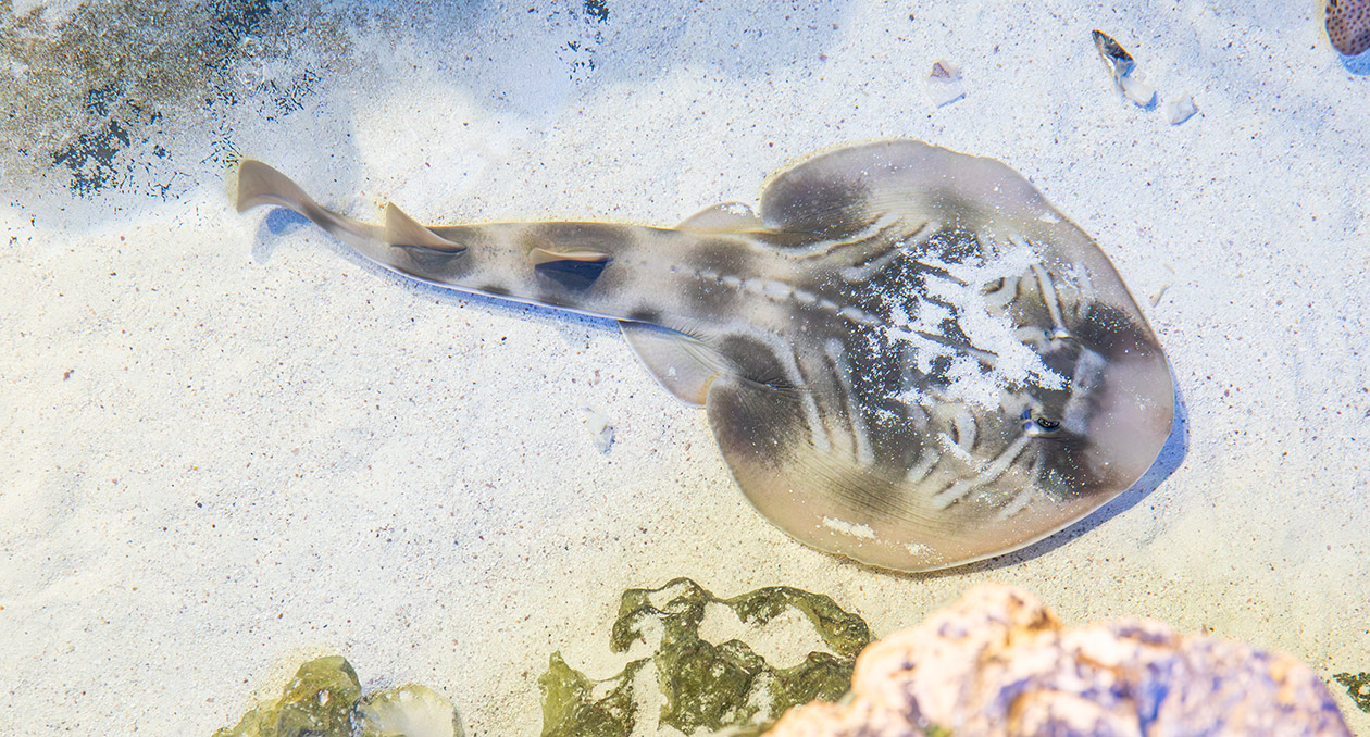 Eastern fiddler ray