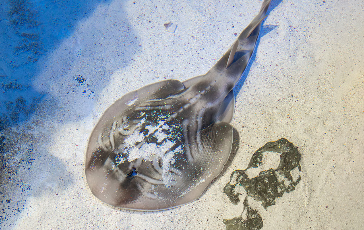 Eastern fiddler ray