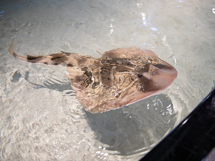 Eastern fiddler ray at the New England Aquarium