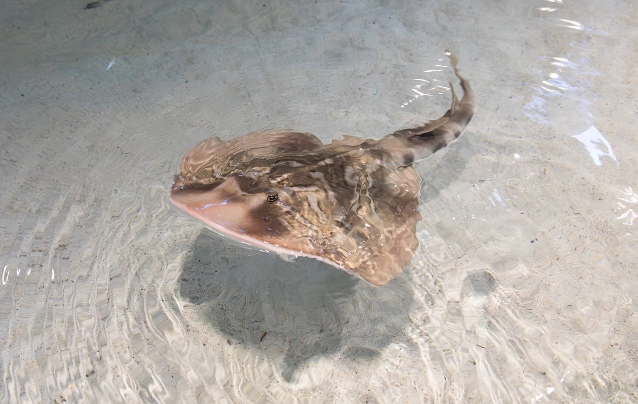 Eastern fiddler ray