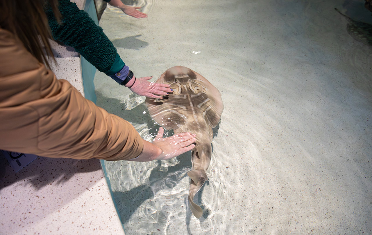 Eastern fiddler ray