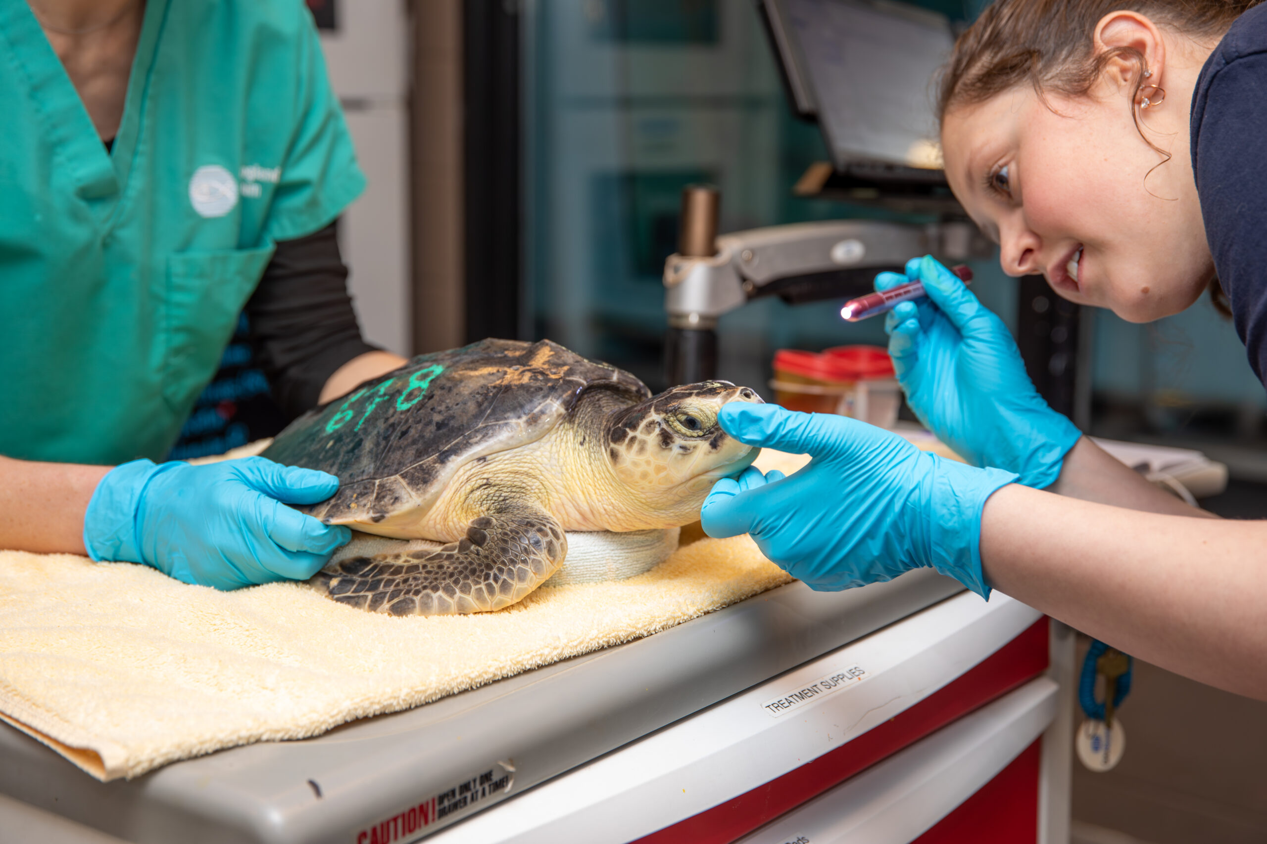 A biologist examining a Kemp’s ridley sea turtle at the New England Aquarium’s Sea Turtle Hospital.