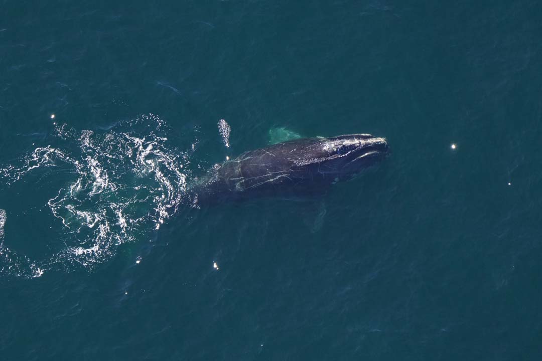 An aerial photo of a right whale