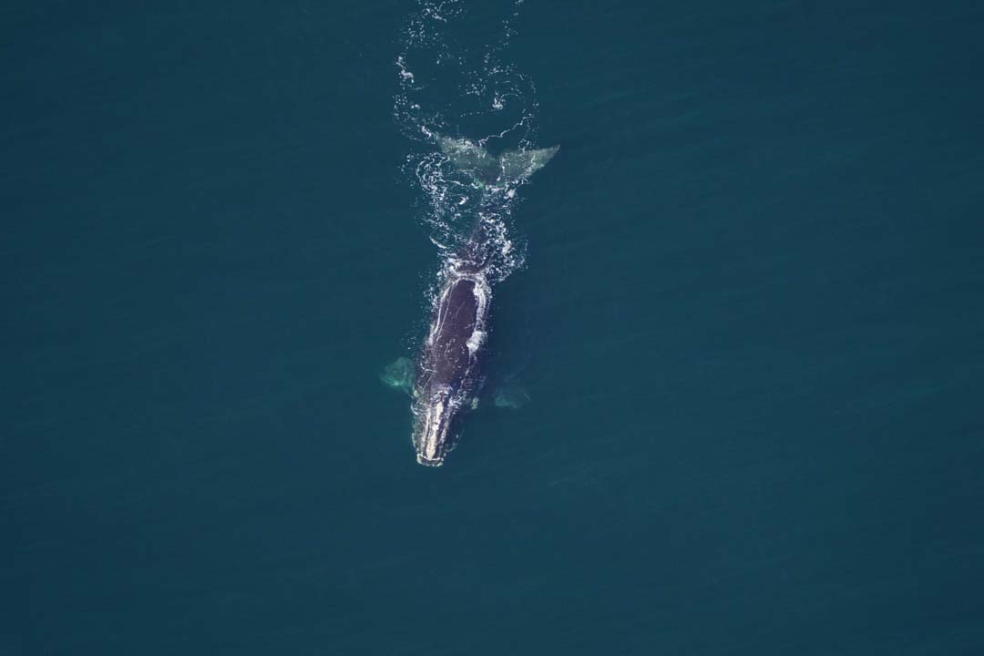 An aerial photo of a right whale
