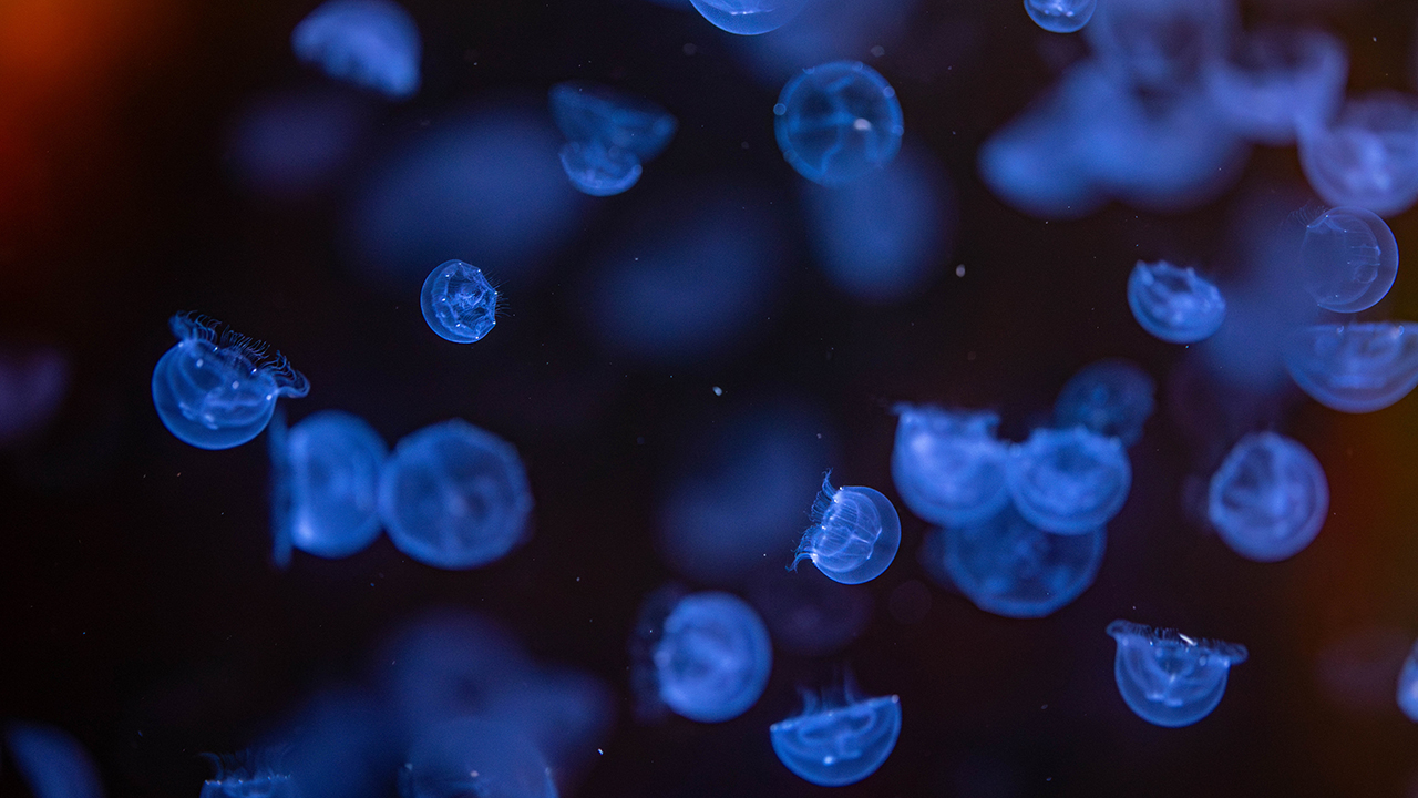 Small jellies illuminated blue floating on a dark background