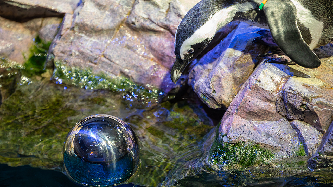 A penguin on a rocky surface looking down into a mirrored ball floating in the water