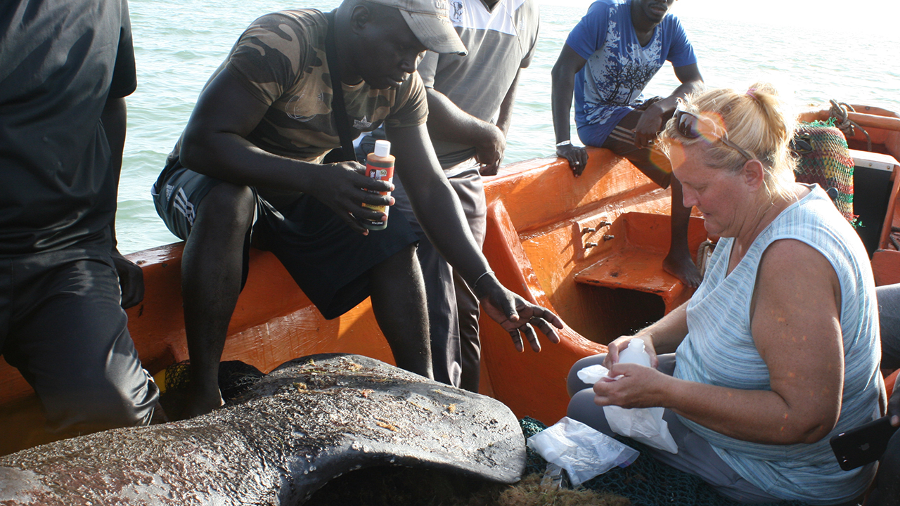 People in a boat handling a large marine mammal