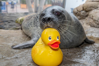 Play as Enrichment: Reggae’s Rubber Ducky and More