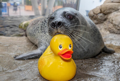 Play as Enrichment: Reggae’s Rubber Ducky and More