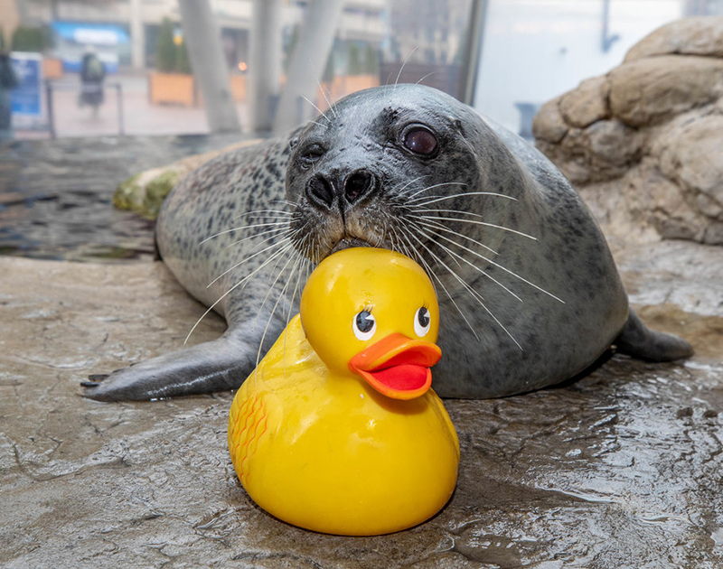 Play as Enrichment: Reggae’s Rubber Ducky and More