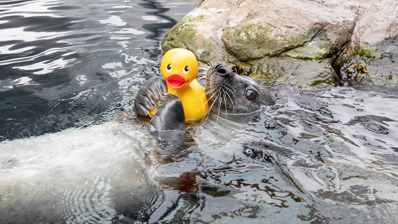 A seal floating on its back in the water while holding a rubber duck with its flippers