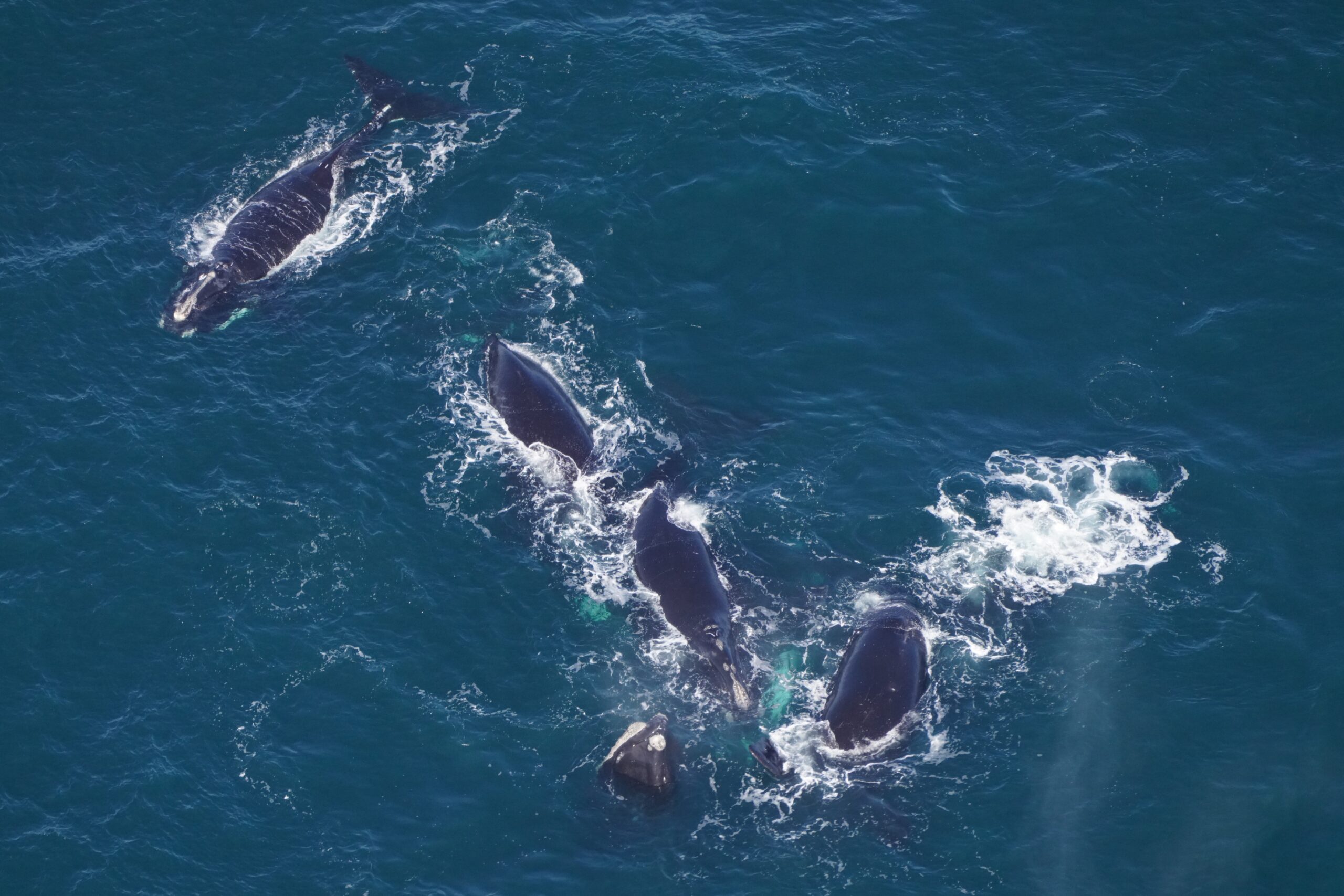 A surface-active group of right whales