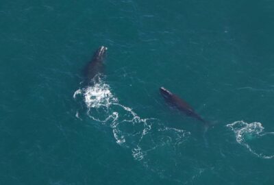 An aerial photo of two right whales