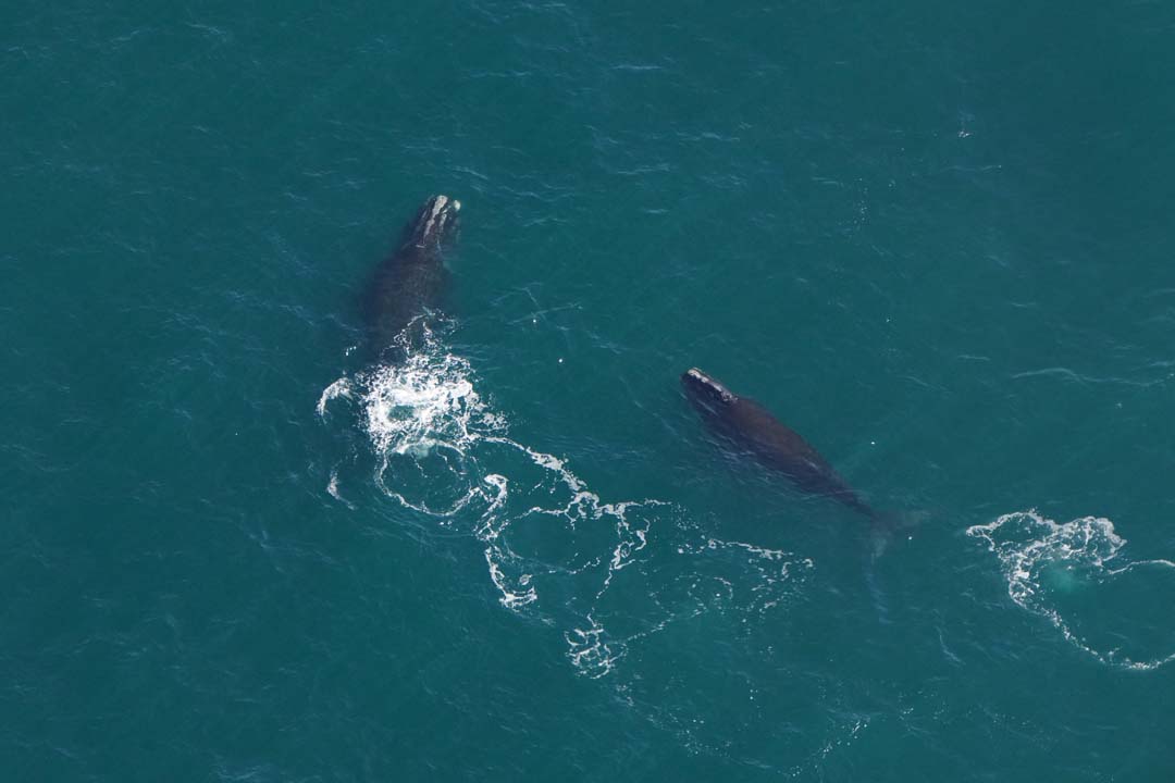 An aerial photo of two right whales