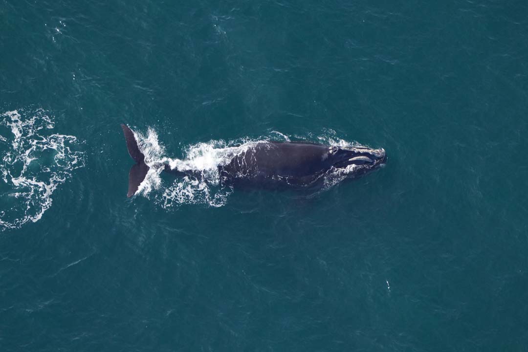 An aerial photo of a right whale