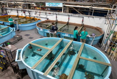 Indoor view of a sea turtle hospital with multiple large tanks housing sea turtles and attended by staff members.