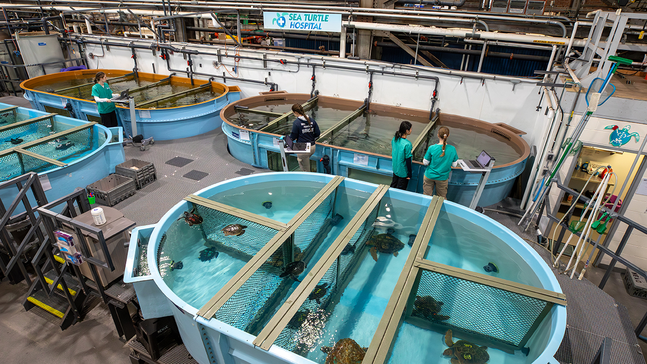 Indoor view of a sea turtle hospital with multiple large tanks housing sea turtles and attended by staff members.