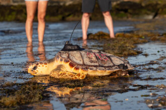 A sea turtle with an acoustic tag on its shell returning to the ocean from the beach
