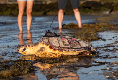 A sea turtle with an acoustic tag on its shell returning to the ocean from the beach