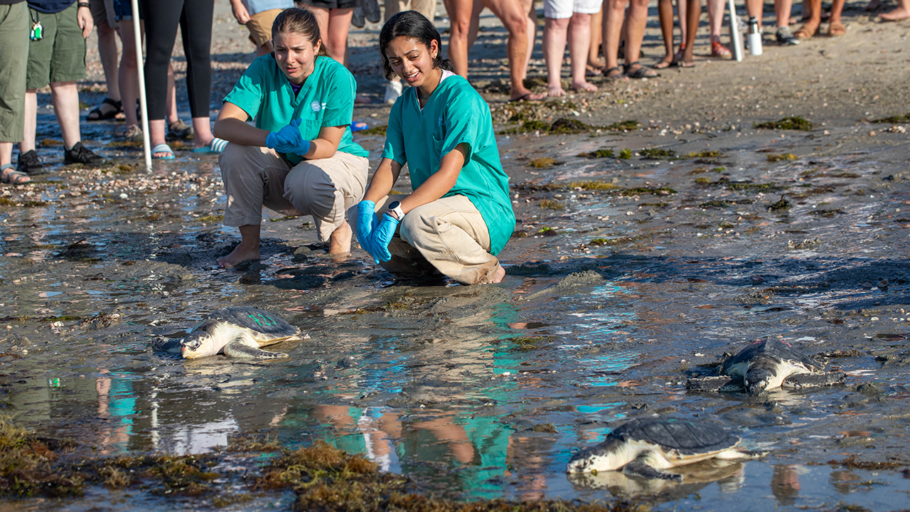 A group of people watching sea turtles return to the ocean from the beach