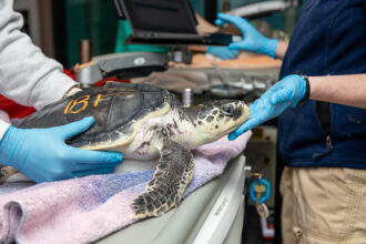 A sea turtle being examined in a veterinary setting