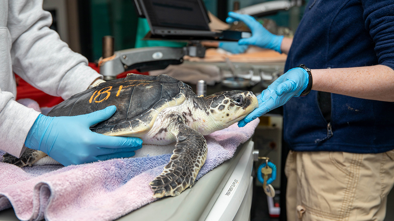 A sea turtle being examined in a veterinary setting