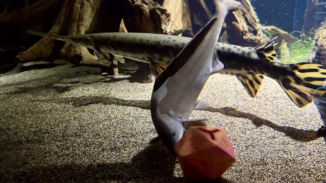 A fish in an aquarium setting playing with a rubber dog toy